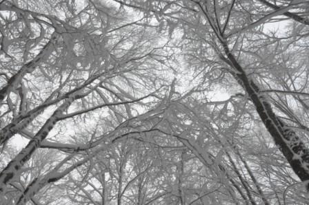 Il bosco di Piaggine alle pendici del Monte Cervati